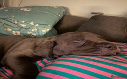 Cane Corso dogs for sale:  Pure breed Cane Corso  Puppies Looking for Homes  - Image 10