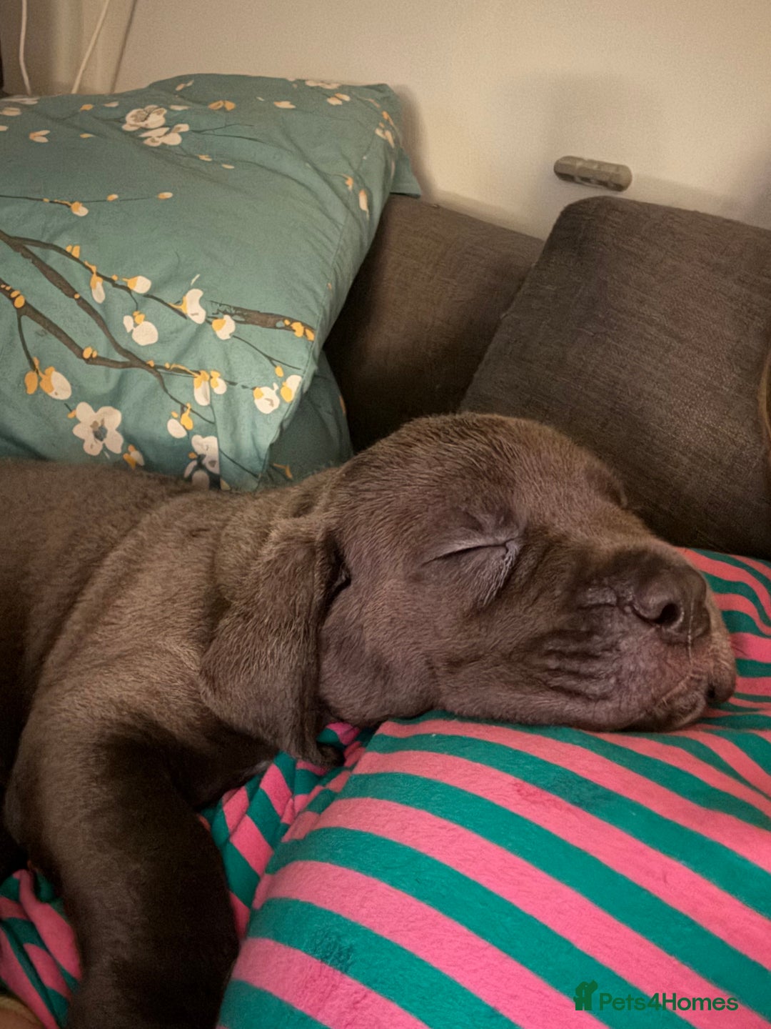 Cane Corso dogs for sale:  Pure breed Cane Corso  Puppies Looking for Homes  - Image 10