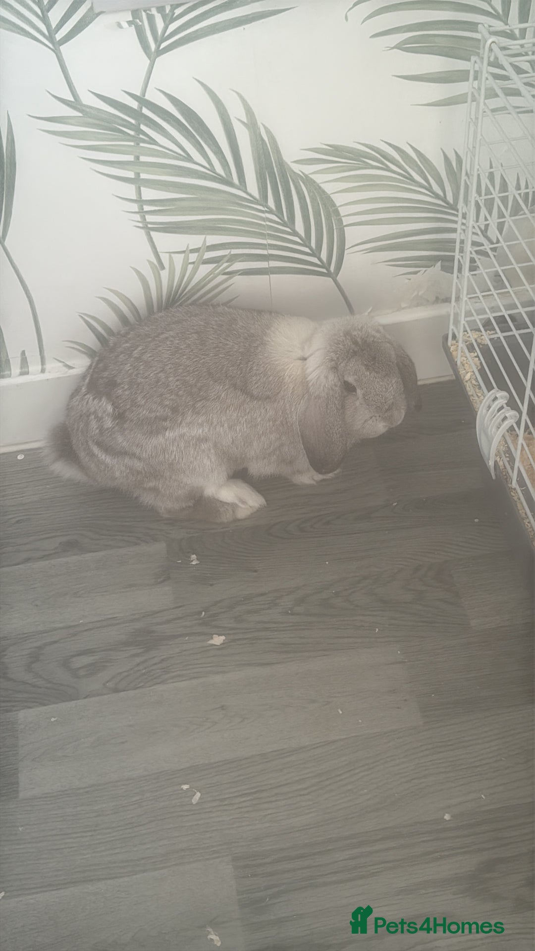 Mini Lop rabbits for sale: Mini flop - Advert 4