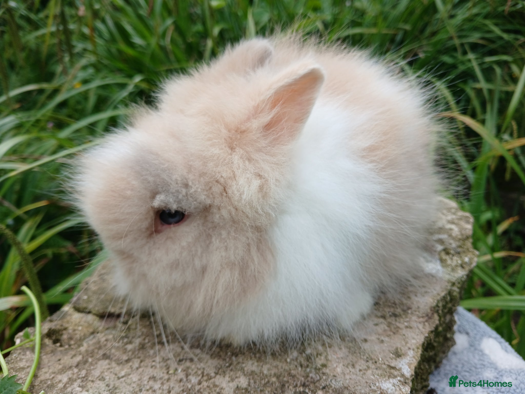 Lionhead rabbits for sale: Stunning DM Lionhead baby rabbits - Advert 6