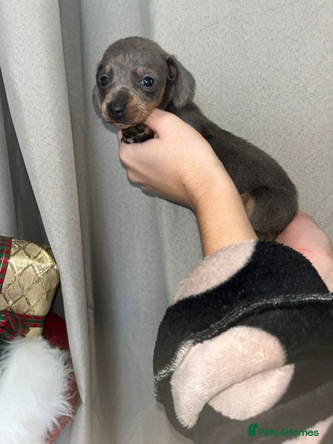 Miniature Dachshund dogs for sale: REDUCE PRICE ONE BLUE&TAN BOY LEFT - Advert 3