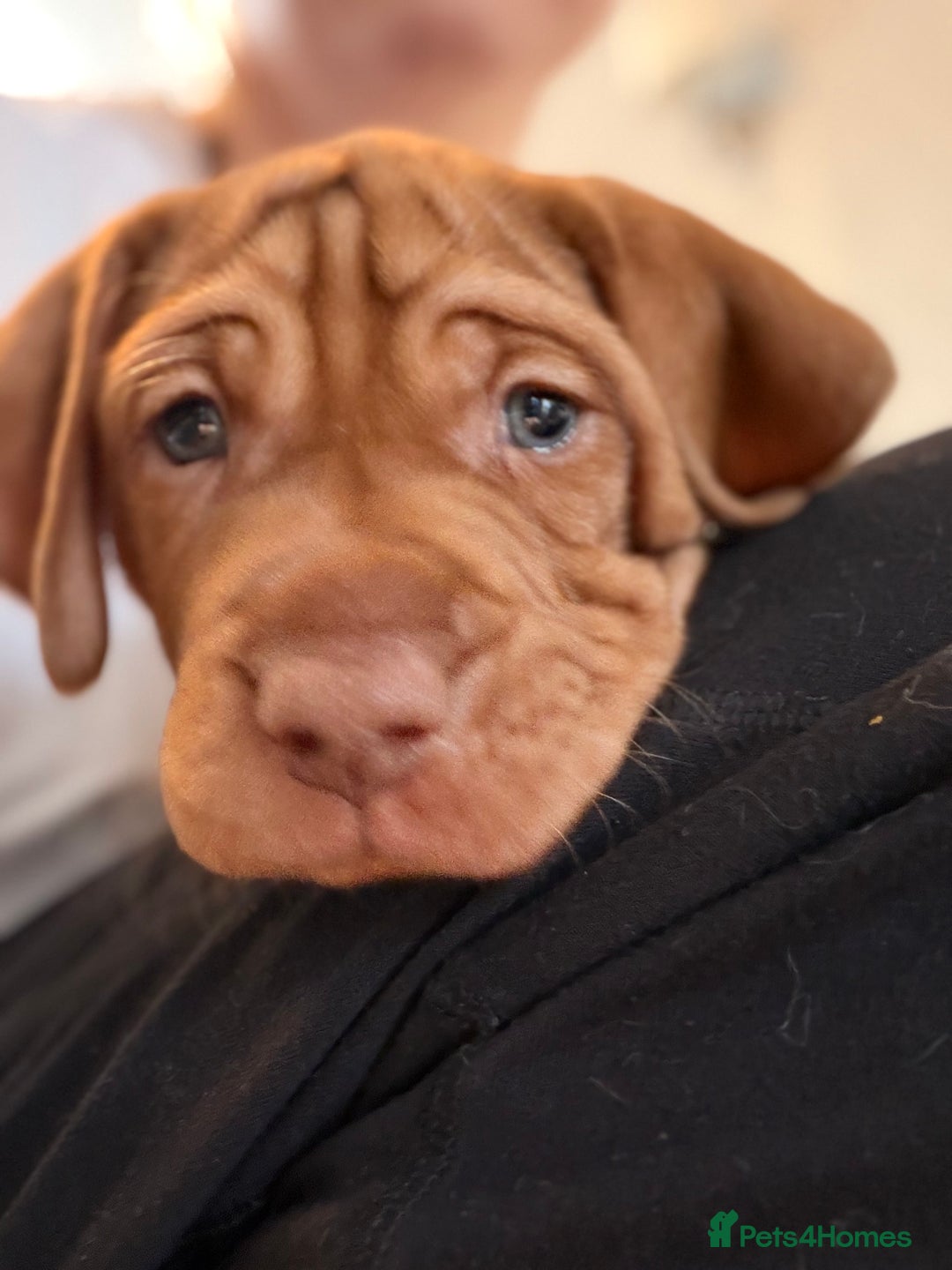 Hungarian Vizsla dogs for sale: Beautiful Hungarian Vizsla Puppies – 5⭐ Homes Only - Advert 23