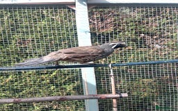 Quail poultry for sale: Californian quail - Image 4