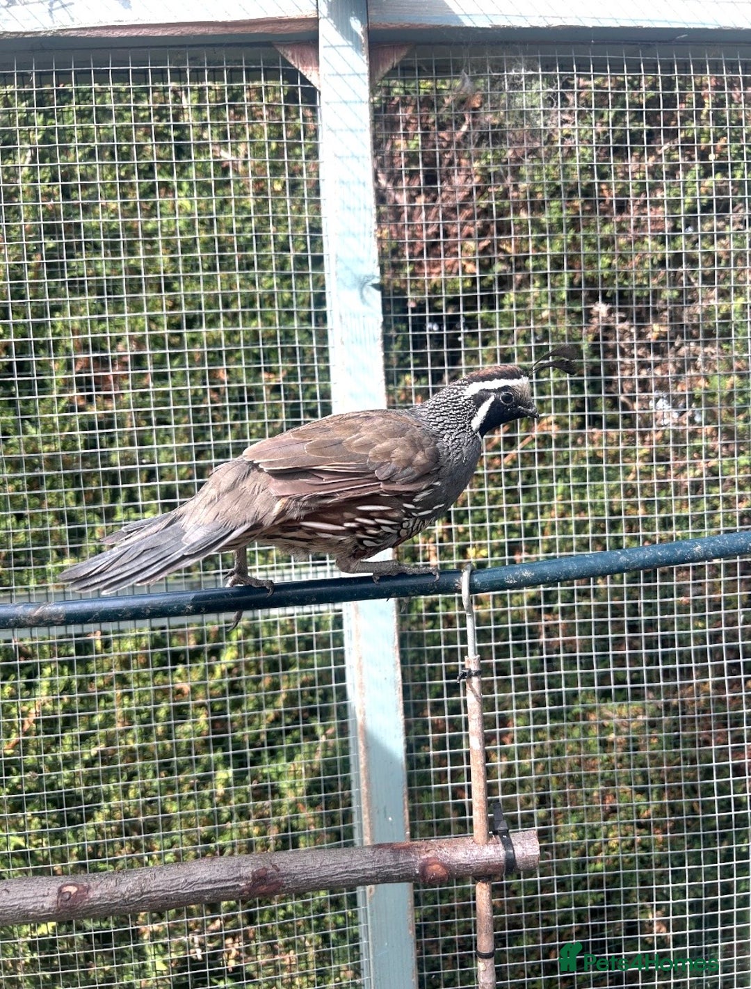 Quail poultry for sale: Californian quail - Image 4