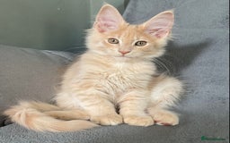 Maine Coon cats for sale: GCCF Black Smoke Maine Coon Kitten.  - Image 9