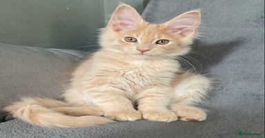 Maine Coon cats - Advert 4