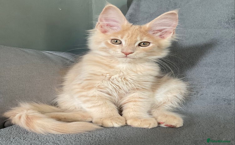 Maine Coon cats - Advert 4