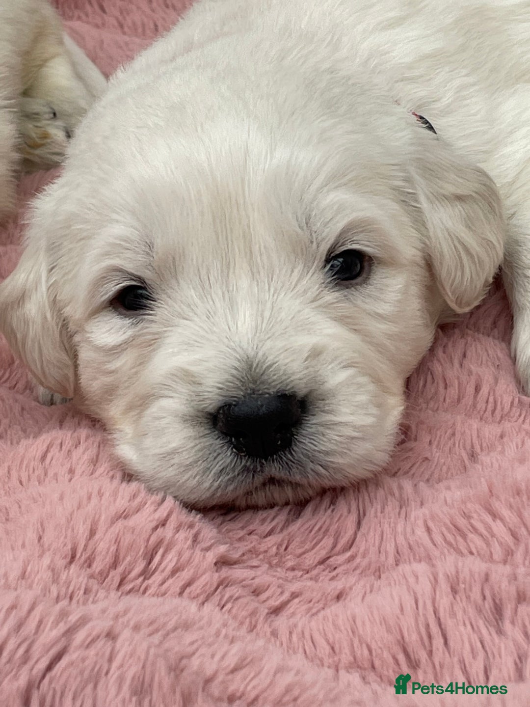 Golden Retriever dogs for sale: Top Class KC registered Golden Retrievers  - Advert 18