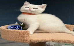 British Shorthair cats for sale: Stunning BSH golden/silver Kittens TICA - Image 14