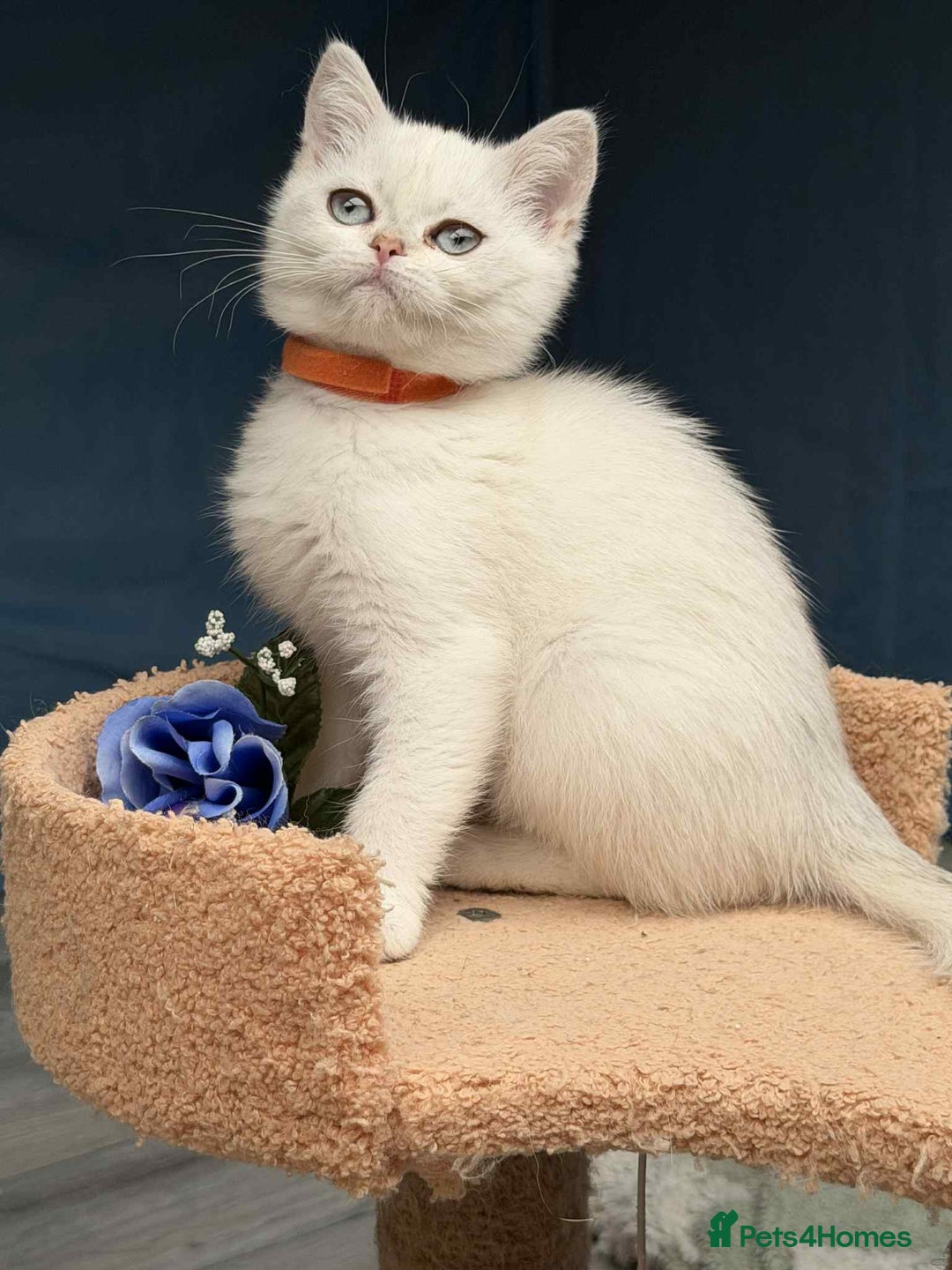 British Shorthair cats for sale: Stunning BSH golden/silver Kittens TICA - Image 14