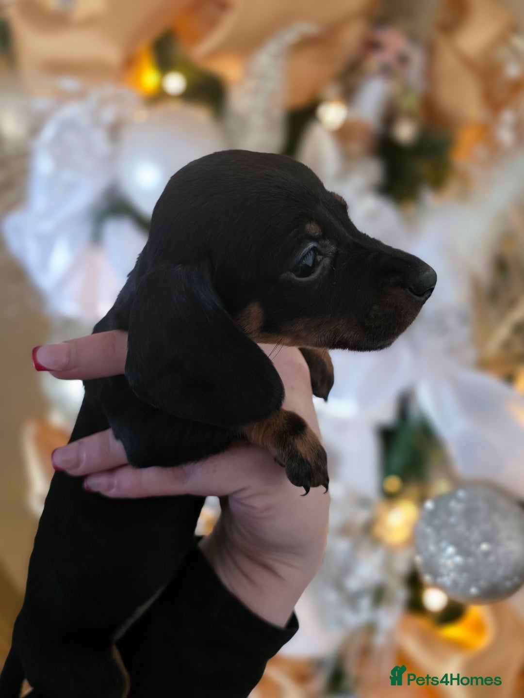 Dachshund dogs for sale: Daschund puppies - Advert 14