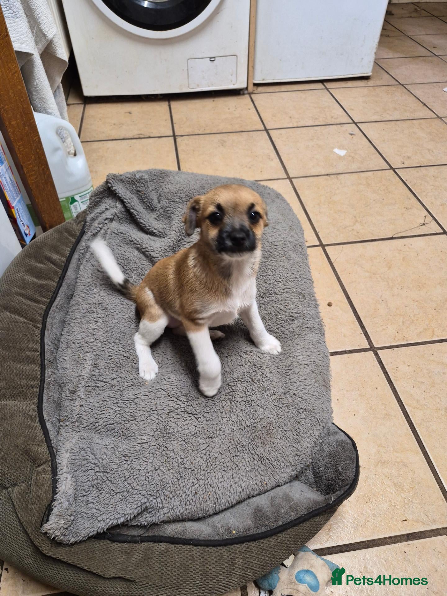 Mixed Breed dogs Little girl  - Advert 7
