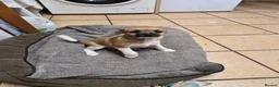 Mixed Breed dogs for sale: Little girl  in Fakenham - Advert 1