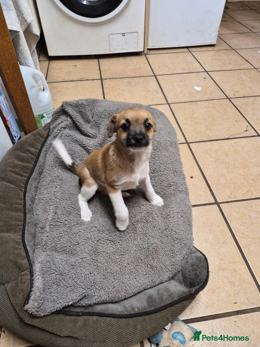 Mixed Breed dogs for sale: Little girl  in Fakenham - Advert 1