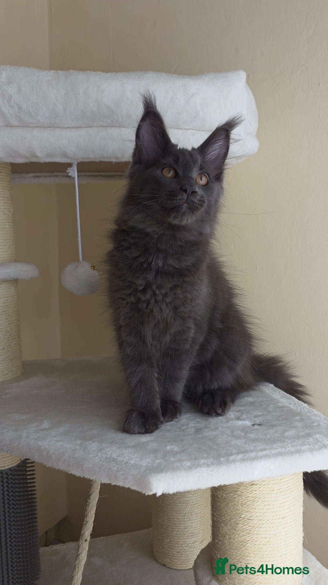 Maine Coon cats GCCF Gorgeous mainecoon kittens  - Advert 2