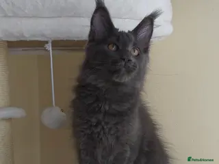 Maine Coon cats GCCF Gorgeous mainecoon kittens - Advert 2