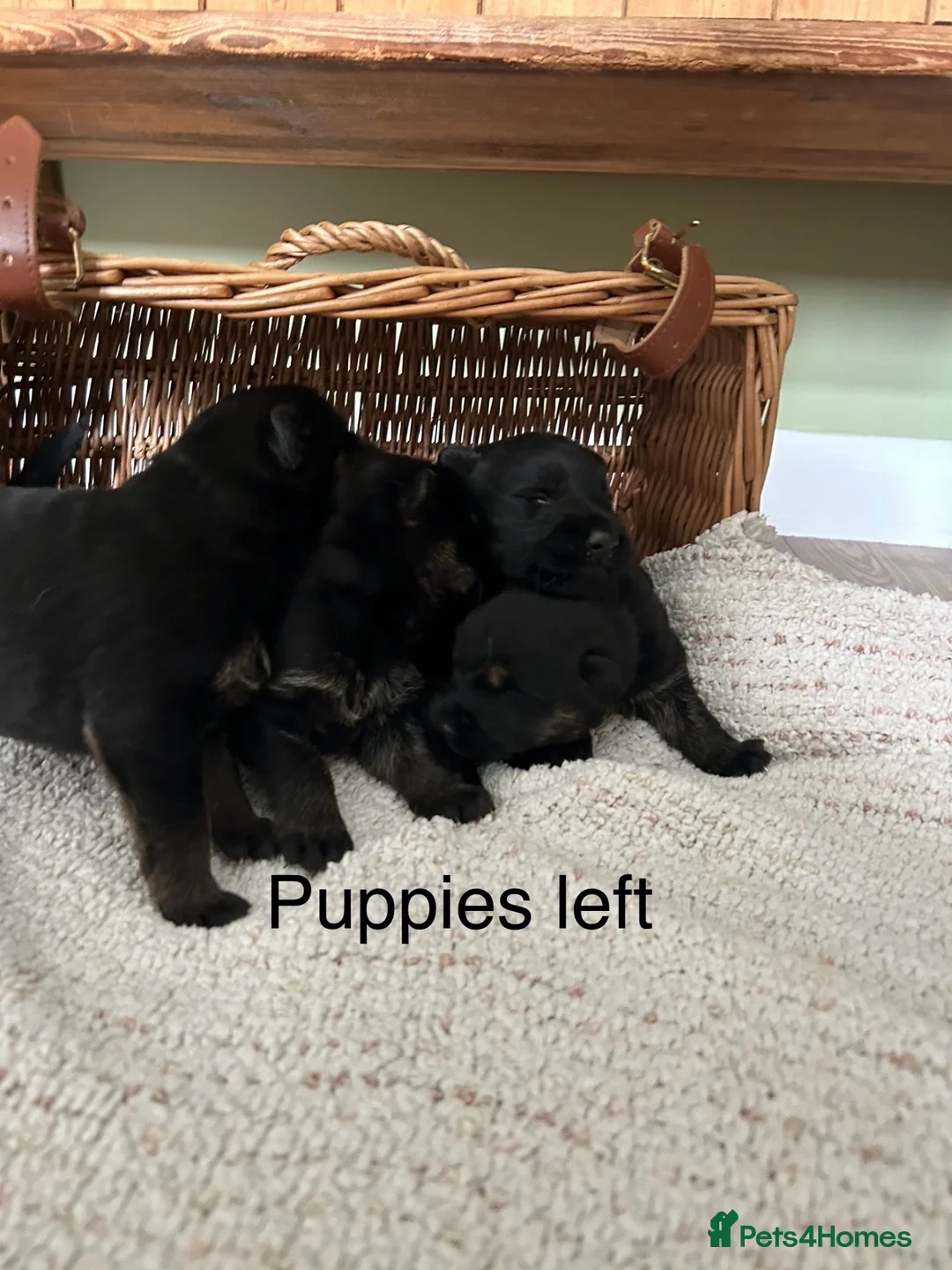 German Shepherd dogs for sale: Gorgeous purebred German shepherd puppies - Advert 1
