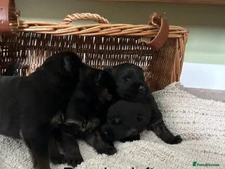 German Shepherd dogs Gorgeous purebred German shepherd puppies - Advert 1