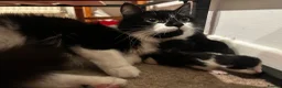 Mixed Breed cats for sale: 2 beautiful kittens  - Advert 14