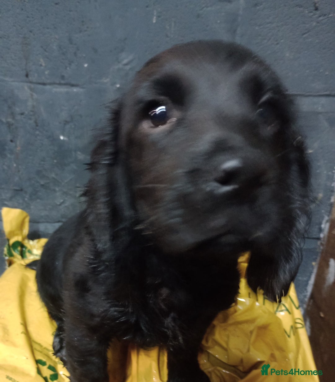 Cocker Spaniel dogs for sale: Cocker Spaniels READY NOW - working - Advert 8