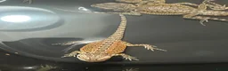 Bearded Dragon reptiles for sale: Bearded dragons  in Dover - Advert 13