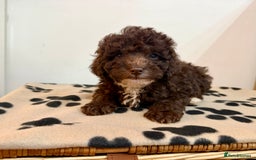 Toy Poodle dogs for sale: Stunning Toy Poodle Puppies For Sale - Advert 8