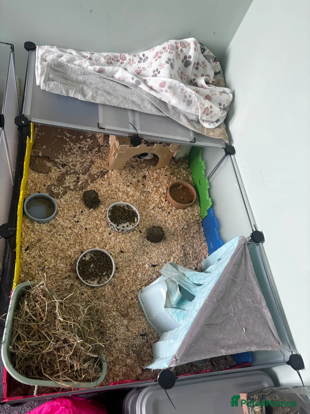 Guinea Pig rodents for sale: 3 male guinea pigs for sale - Advert 9