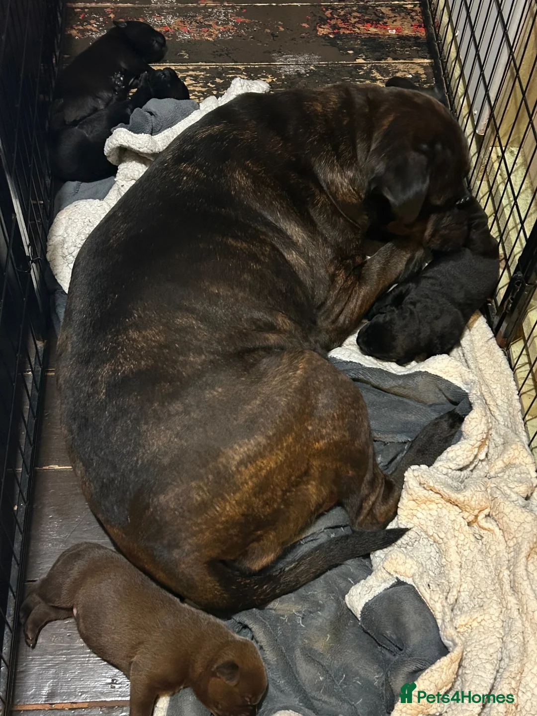 Mixed Breed dogs for sale: Staffrador puppies - Advert 8