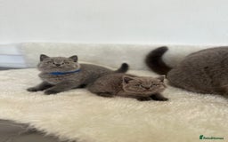 British Shorthair cats for sale: 💎  CHAMPION LINES BSH BLUE  💎 - Advert 13