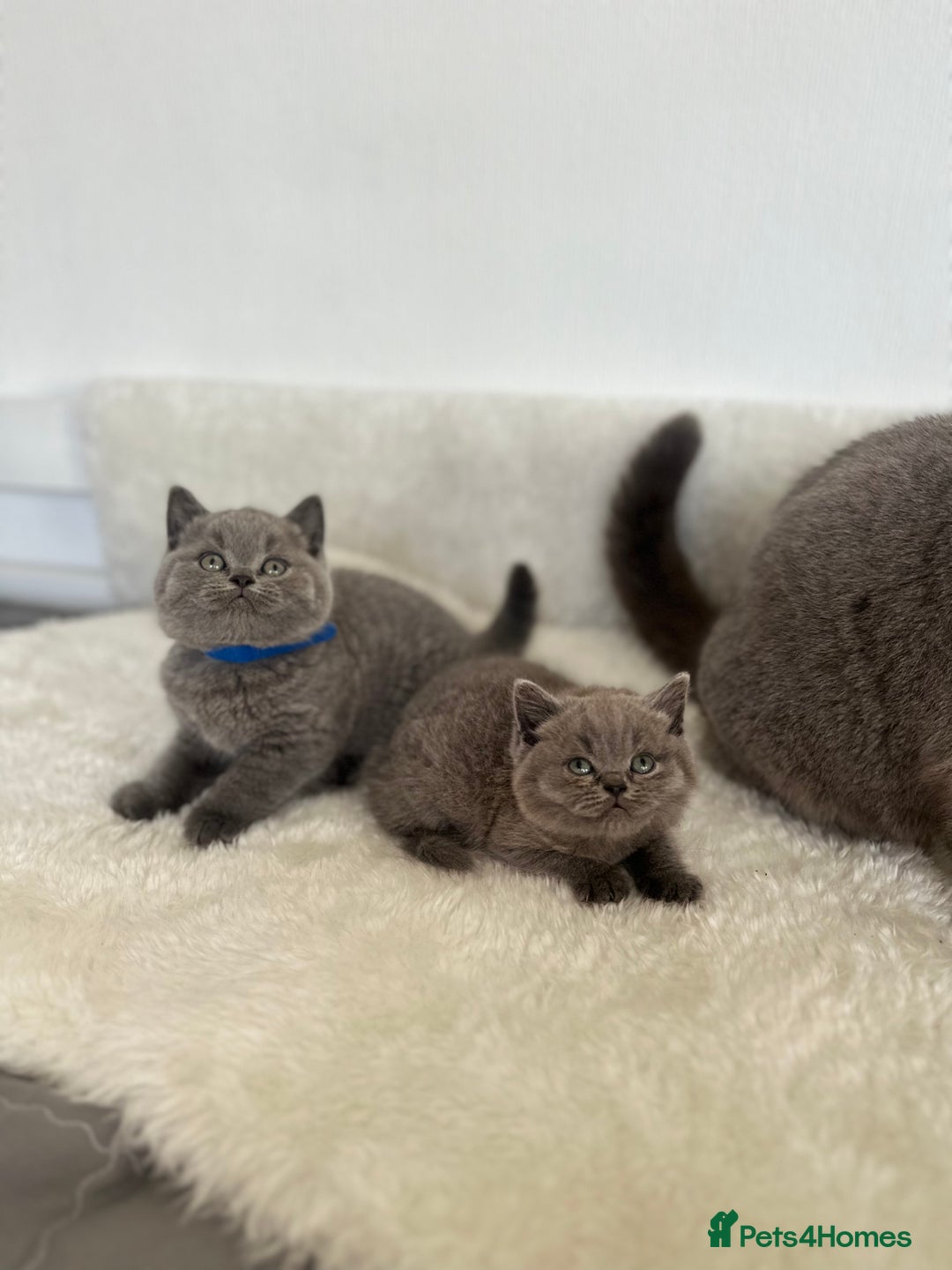 British Shorthair cats for sale: 💎  CHAMPION LINES BSH BLUE  💎 - Advert 13