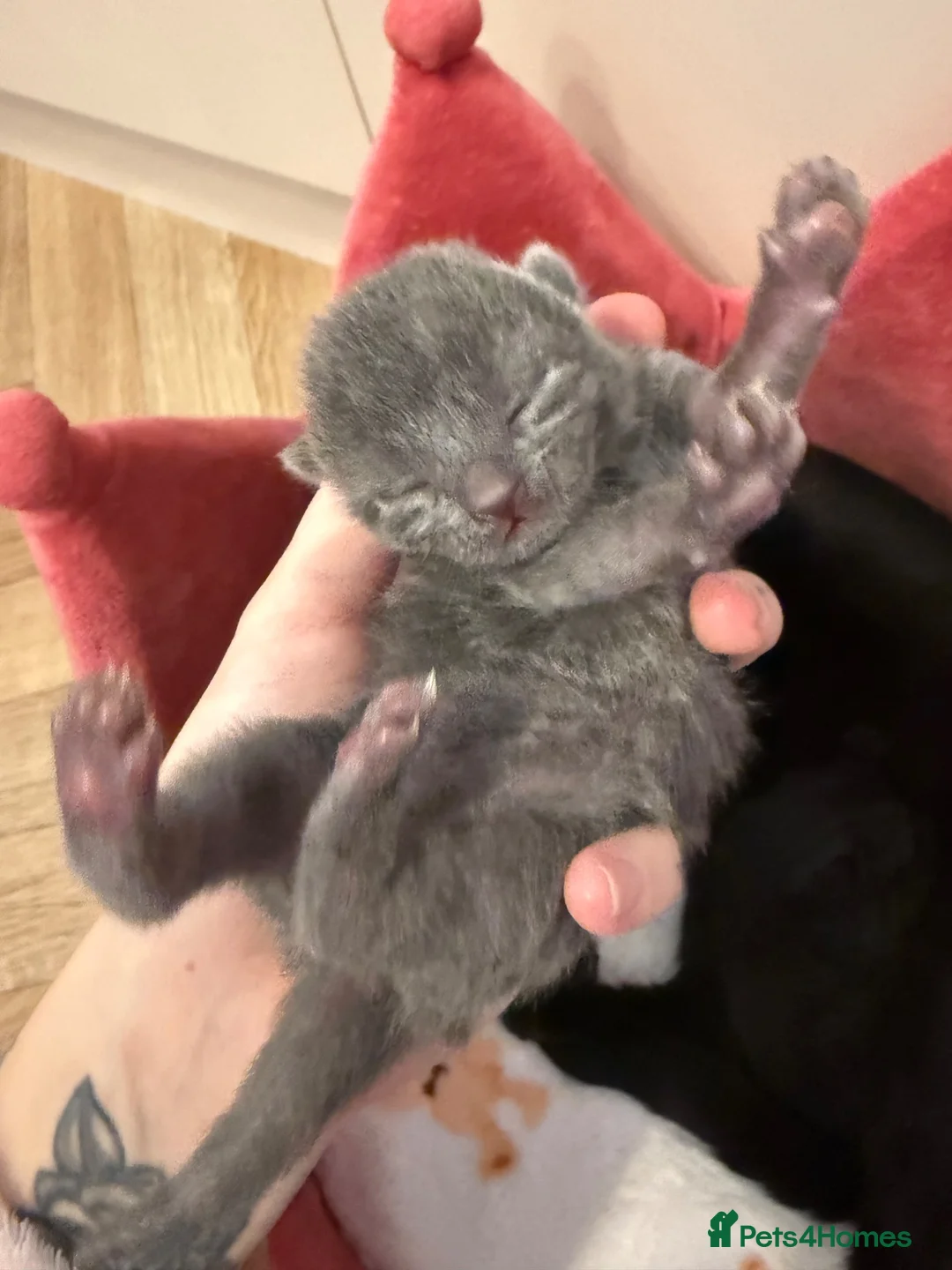 Mixed Breed cats for sale: 2 beautiful male kittens ready for reservation! - Advert 2