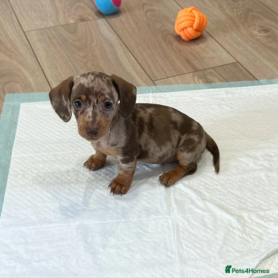 Miniature Dachshund dogs for sale: Beautiful Miniature Dachshund puppy Bella - Advert 8