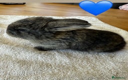 French Lop rabbits for sale: Stunning French lop babies  - Image 6