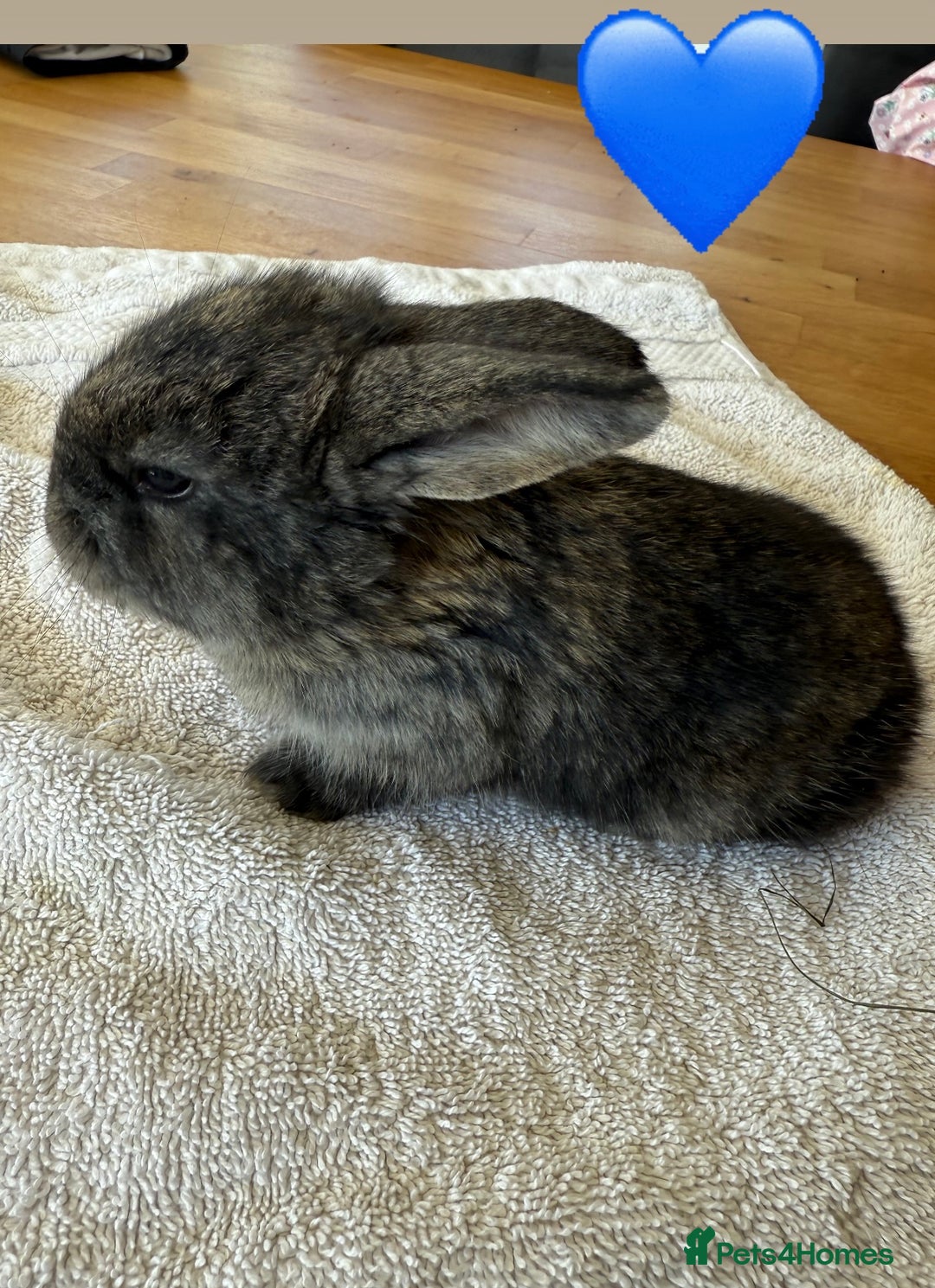 French Lop rabbits for sale: Stunning French lop babies  - Image 6