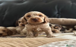 Cocker Spaniel dogs for sale: Outstanding of top quality show type puppies 🌈🐶 - Advert 11