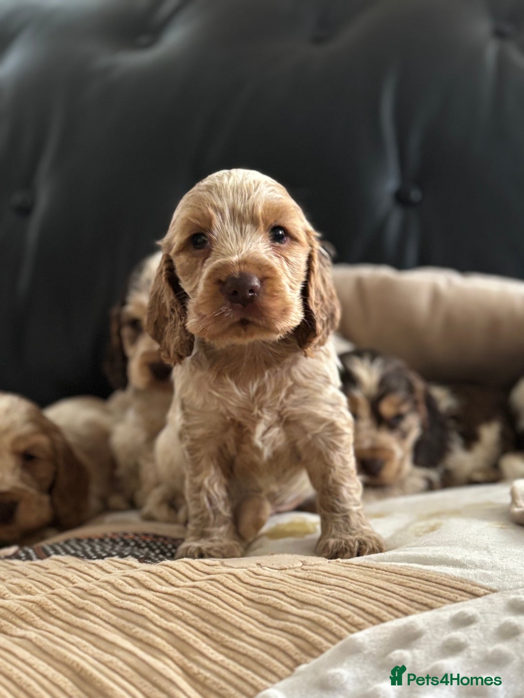 Cocker Spaniel dogs for sale: Outstanding of top quality show type puppies 🌈🐶 - Advert 11