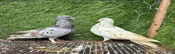 Pigeons birds for sale: Any Pair £65 - Healthy Breeding Pigeons - Advert 28