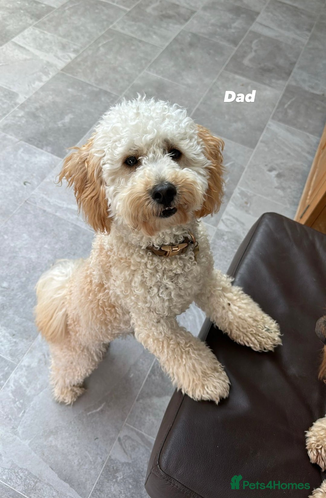 Maltipoo dogs for sale: 2 GORGEOUS FEMALE MALTIPOO PUPPIES - Advert 10