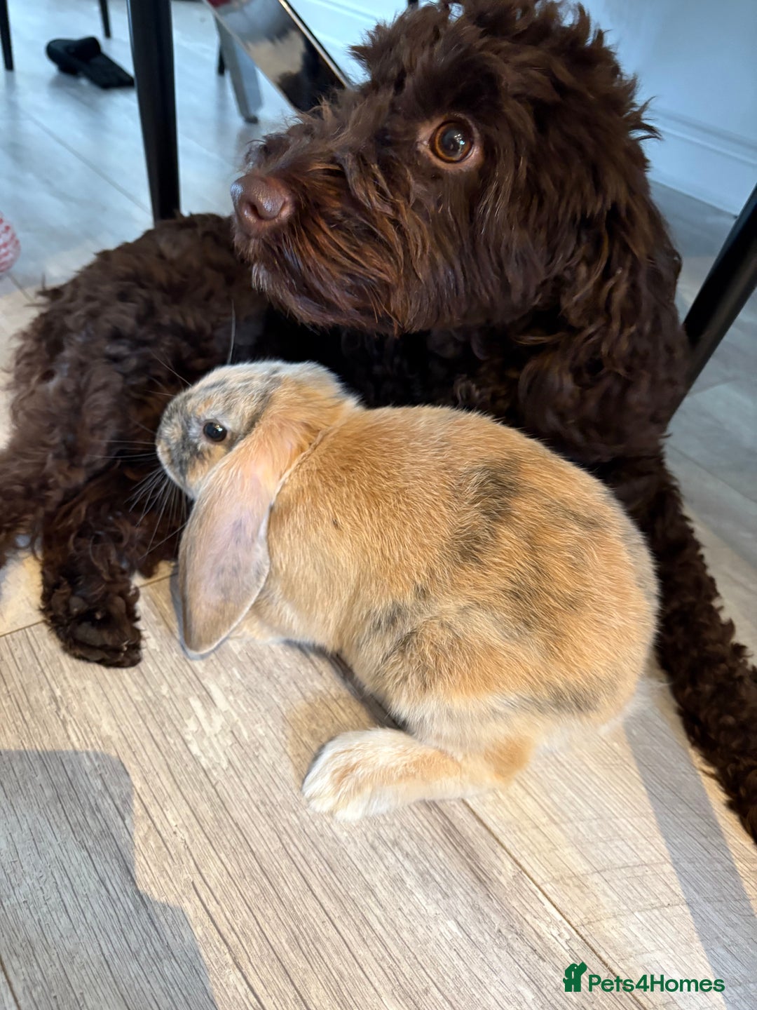 Mixed Breed rabbits for sale: Rabbit To Be Rehome - Advert 2