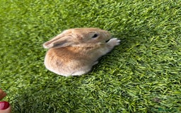 Mini Lop rabbits for sale: Mini Lops  - Image 2