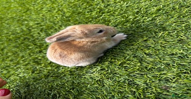 Mini Lop rabbits - Advert 4