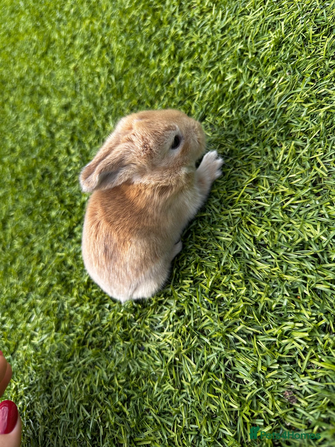 Mini Lop rabbits for sale: Mini Lops  - Image 2