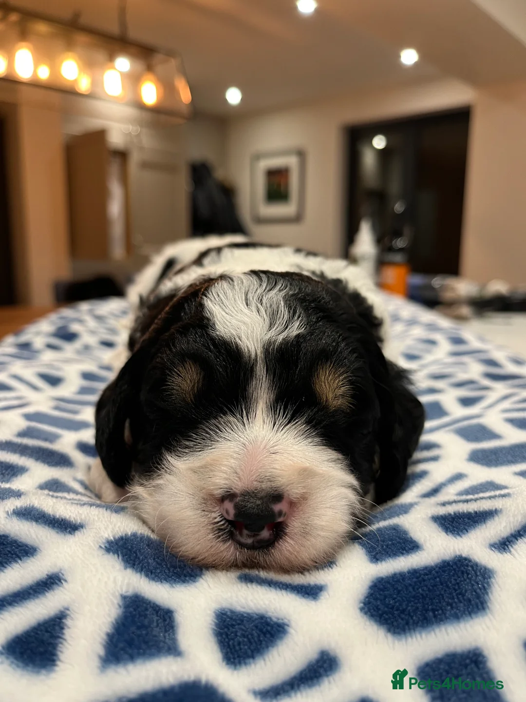 Bernedoodle dogs for sale: Beautiful Bernedoodle Pups - Advert 1