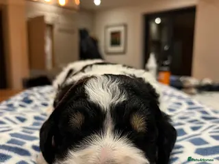 Bernedoodle dogs Beautiful Bernedoodle Pups - Advert 8