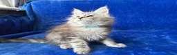 Maine Coon cats for sale: Maine coon kittens registered with GCCF - Advert 18