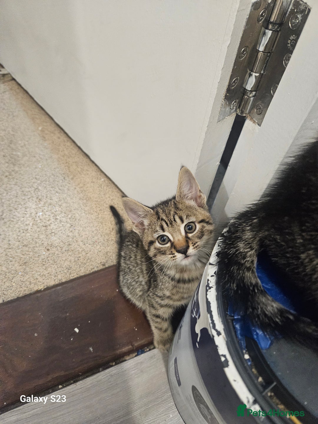 American Shorthair cats for sale: Tubby kittens  - Image 6