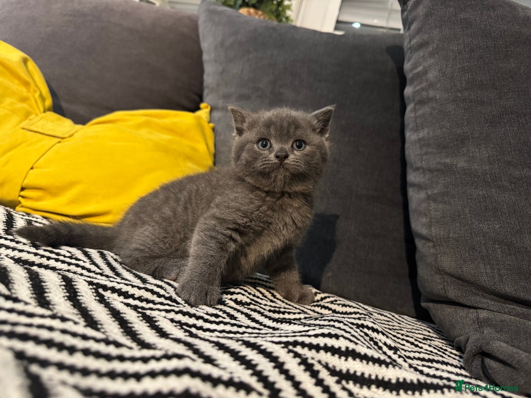British Shorthair cats for sale: Britishshort hair kittens - Image 9