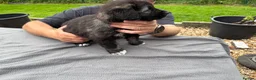 Caucasian Shepherd Dog dogs for sale: Coming soon! 11 pure bred Caucasian Shepherd pups. in Beith - Advert 10