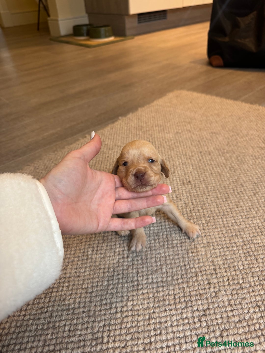 Cockerdor dogs for sale: Cockerdor/ Spanador Puppies. KC registered parents - Advert 11