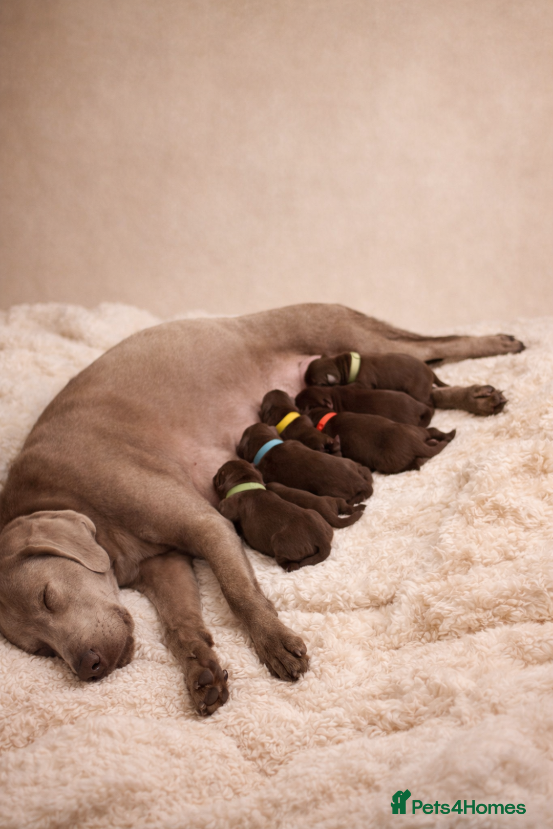 Labrador Retriever dogs for sale: Chocolate Labradors KC  - Advert 2